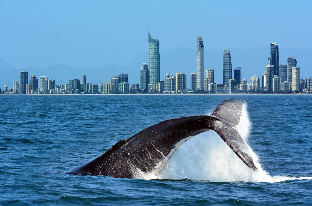 Humpback Whale on the Gold coast
