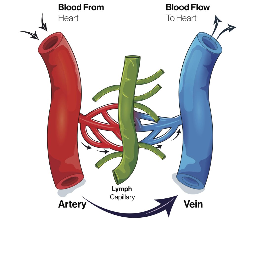 connection between arteries veins and lymphatics vessels