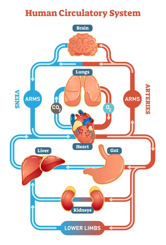circulatory system and connection with the other organs