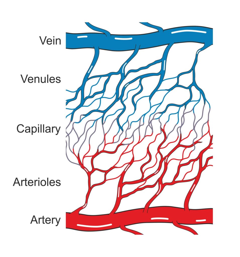 different type of blood vessels: capillaries, arteries, veins