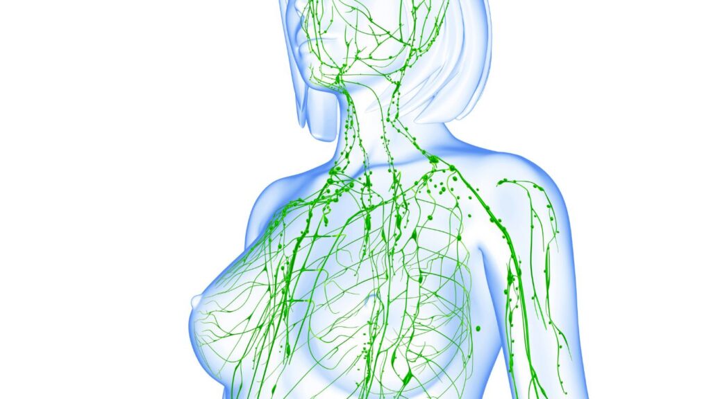 lymphatic anatomy