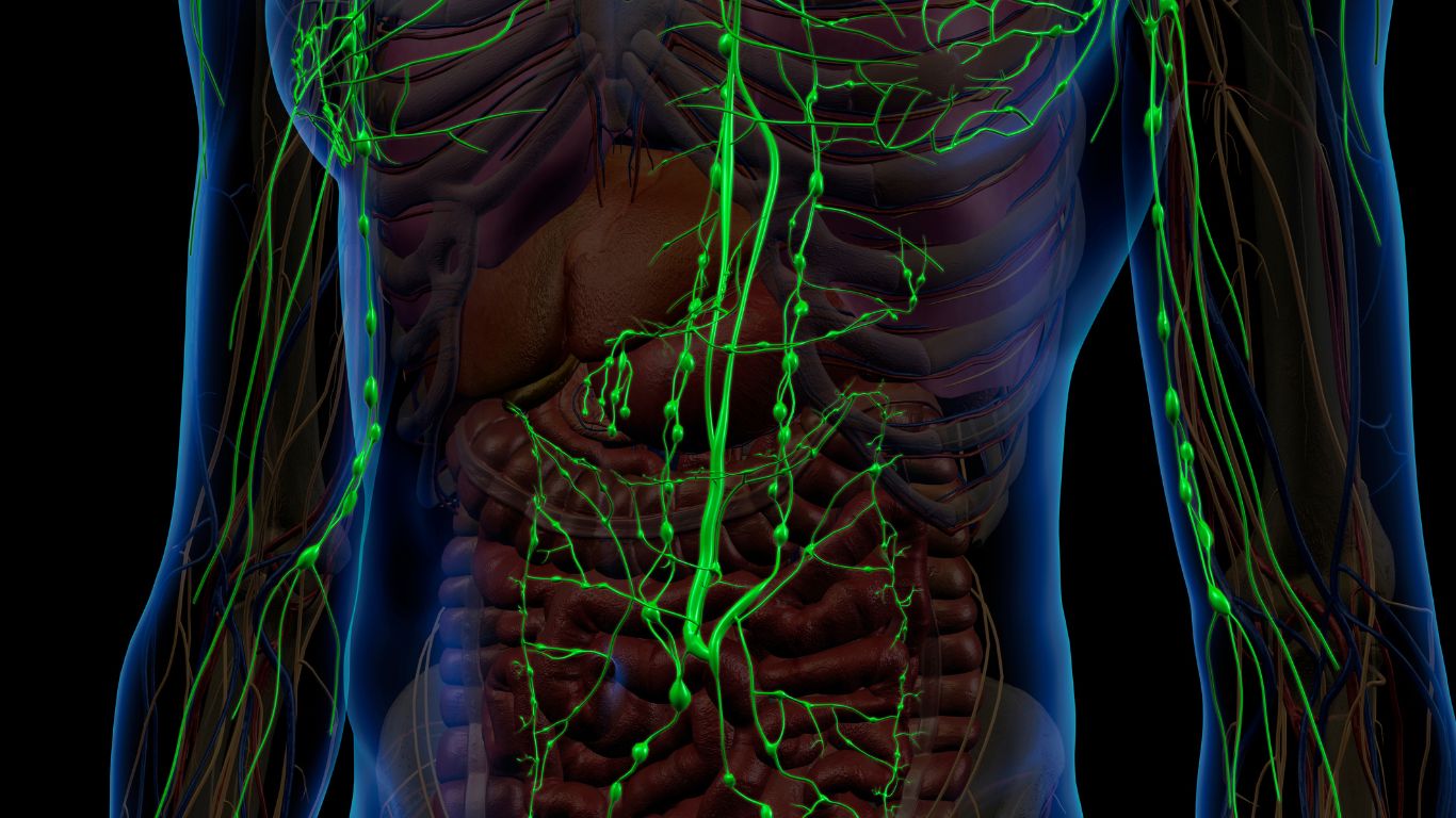 How does Ageing affect the lymphatic system? - Laurel Clinical